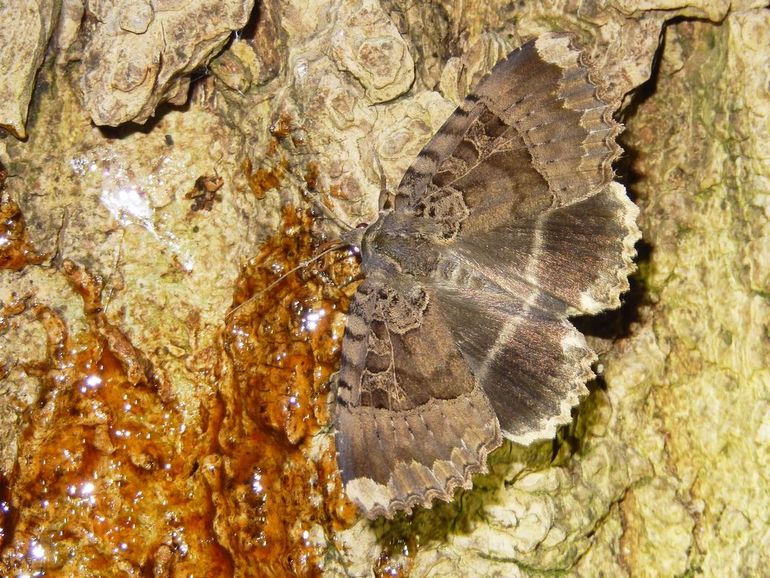 Het zwart weeskind behoort tot de uilenfamilie (Noctuidae), terwijl het rood weeskind onderdeel is van de spinneruilen (Erebidae)