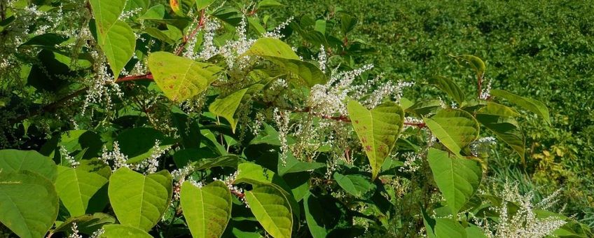 Fallopia japonica. Japanse duizendknoop