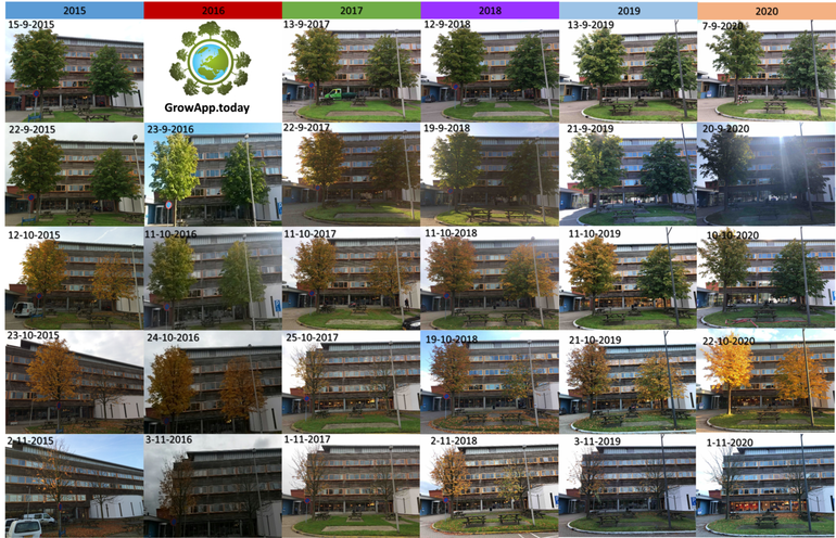 Verloop van bladverkleuring van twee witte paardenkastanjes achter het Gaiagebouw op de campus van Wageningen University & Research in de jaren 2015 tot en met 2020