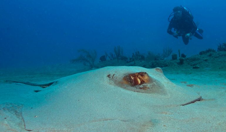 Southern stingray (Dasyatis americana)