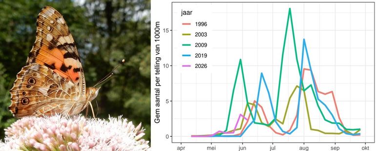 Het verloop van de afgelopen vier invasiejaren van de distelvlinder in vergelijking met 2026, tot 8 juni