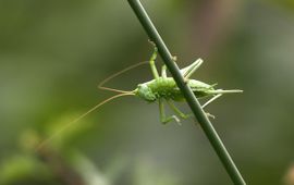 Tettigonia viridissima. Grote groene sabelsprinkhaan