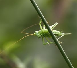Tettigonia viridissima. Grote groene sabelsprinkhaan