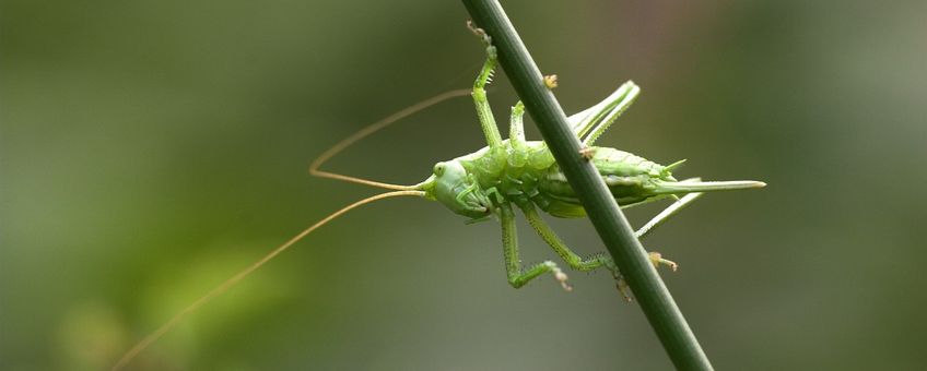 Tettigonia viridissima. Grote groene sabelsprinkhaan