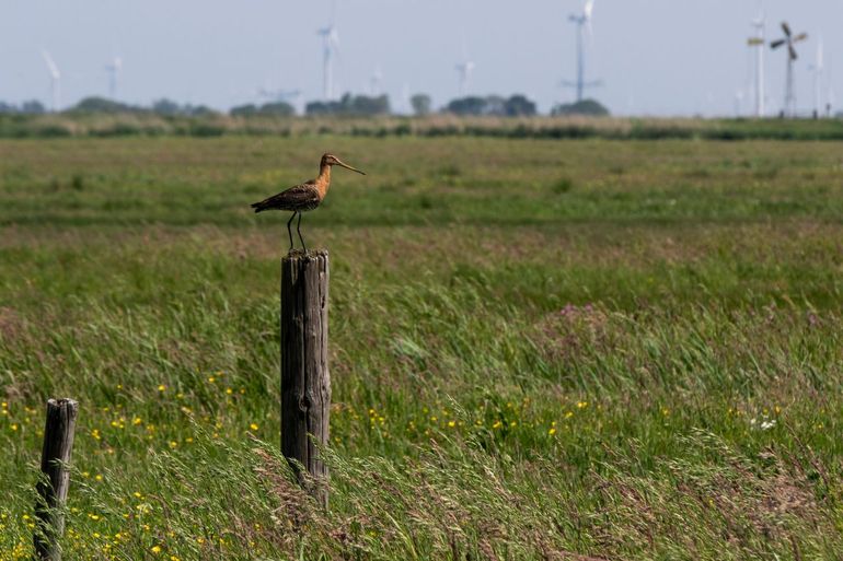 Grutto op paal in het weiland