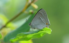 Henk Bosma, De Vlinderstichting Neozephyrus quercus. Eikenpage