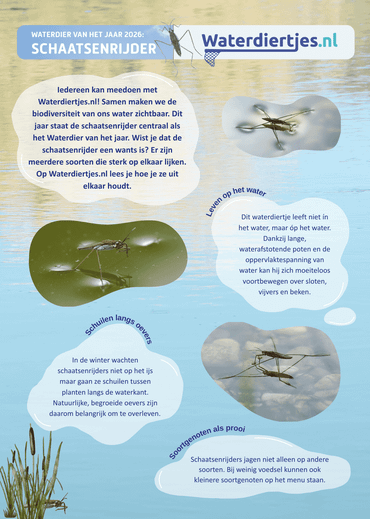 Flyer schaatsenrijder voorkant