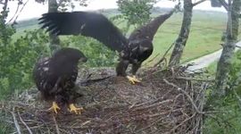 Voordat de zeearendjongen uitvlogen, werd er druk geoefend op het enorme nest.