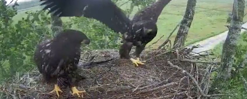 Voordat de zeearendjongen uitvlogen, werd er druk geoefend op het enorme nest.