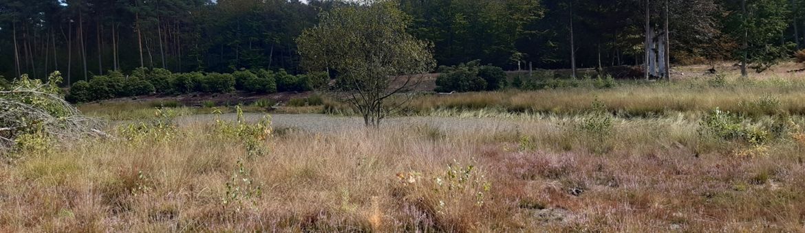 rododendrons teruggesnoeid bij de Zandenbosvennen