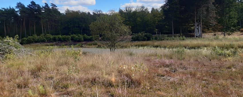 rododendrons teruggesnoeid bij de Zandenbosvennen