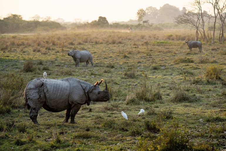 Indische neushoorn in Kaziranga National Park in India