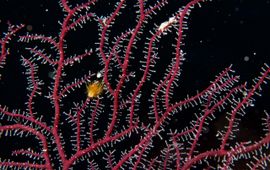 Godfried van Moorsel De hydropoliep Solanderia gracilis wordt zelden aangetroffen op Bonaire
