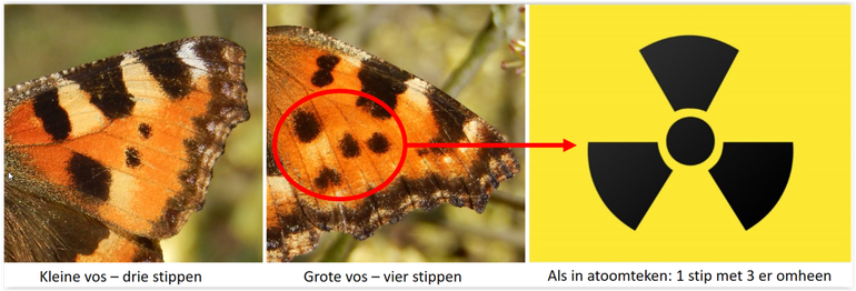 Het verschil tussen de kleine vos en de grote vos is te zien aan het stippenpatroon: de grote vos heeft een 'atoomteken'. De kleine vos heeft dat niet