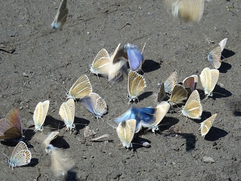 Lycaenida-vlinders drinken uit een modderpoel. Dit is bekend gedrag van nectar-etende insecten om aanvullende elementaire voedingsstoffen te verkrijgen die ontbreken in bloemnectar