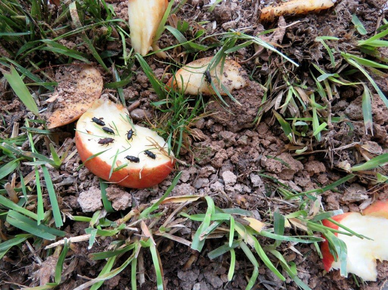 Grassprietkevers op kweek, ze zijn tevens verzot op appels