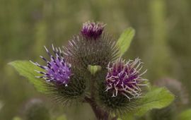 Arctium lappa. Grote klit