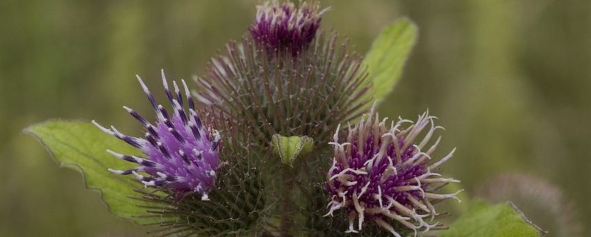 Arctium lappa. Grote klit