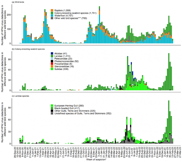 Grafiek 1: Verdeling per 2 weken vanaf 26 september 2020 tot en met 13 februari 2023 van het totaal aantal vastgestelde en gerapporteerde positieve HPAI-virus gevallen in Europa bij (a) soortgroepen wilde vogels, (b) koloniebroedende zeevogels, (c) bij meeuwachtigen)