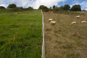 Experiment met gefaseerde begrazing kalkgrasland