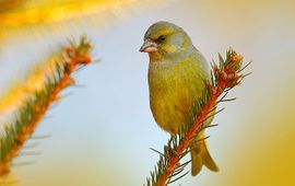 Shutterstock Groenling