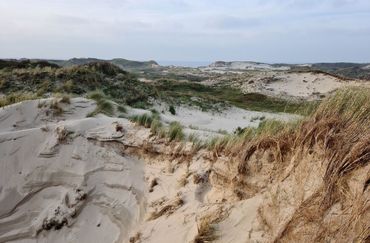 No forest, but dynamics in Wimmenummerduinen