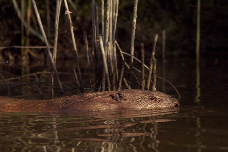 Het maakt de bever niet uit dat het water nu koud is 