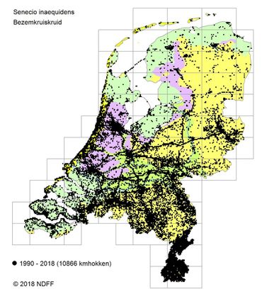 Verspreiding Bezemkruiskruid