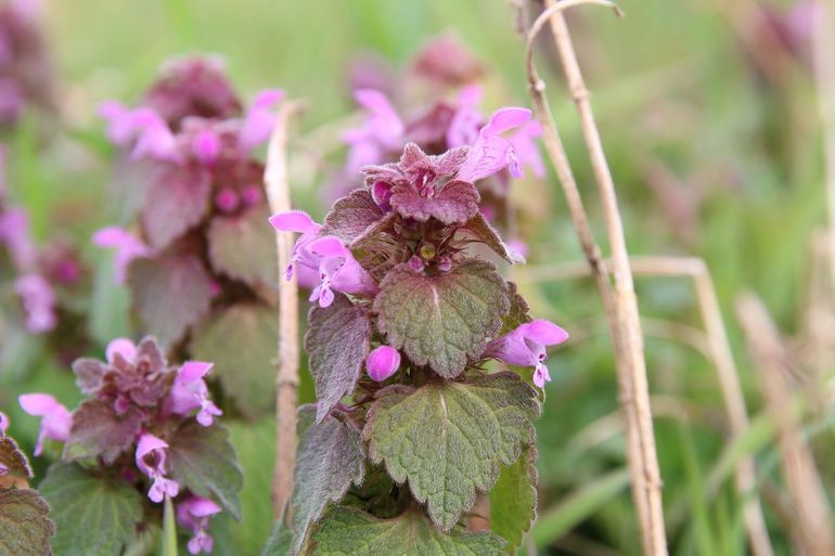 De Paarse dovenetel ga je tijdens deze cursus goed leren herkennen