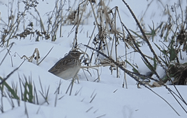 Boomleeuwerik in de sneeuw