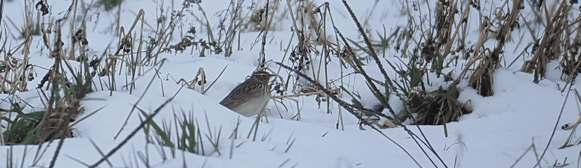 Boomleeuwerik in de sneeuw