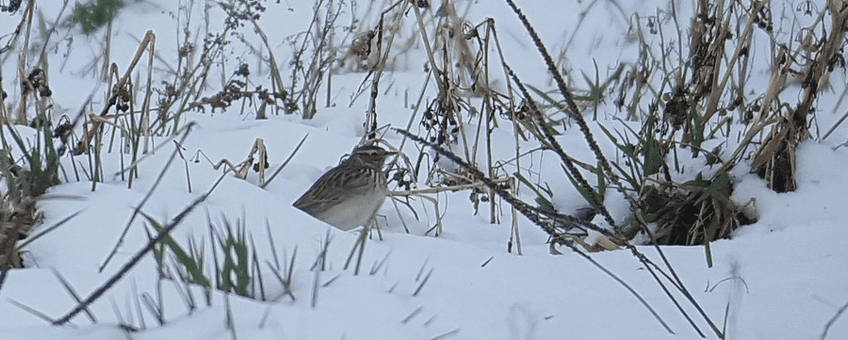 Boomleeuwerik in de sneeuw