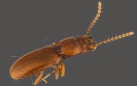 Theodoor Heijerman Anillus caecus
