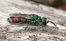 Maarten Jacobs Chrysis equestris