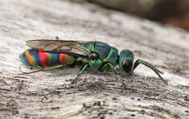 Chrysis equestris