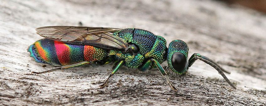 Chrysis equestris