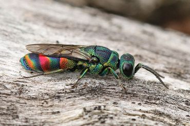 De nieuwe goudwesp, Chrysis equestris