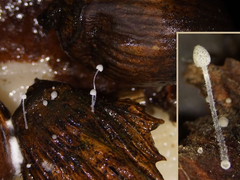 Jonge vruchtlichamen en primordia van Mycena amoena. Inzet: jong vruchtlichaam met duidelijk zichtbare grijze velumcellen op de hoed. Foto en inzet gemaakt met een stereomicroscoop