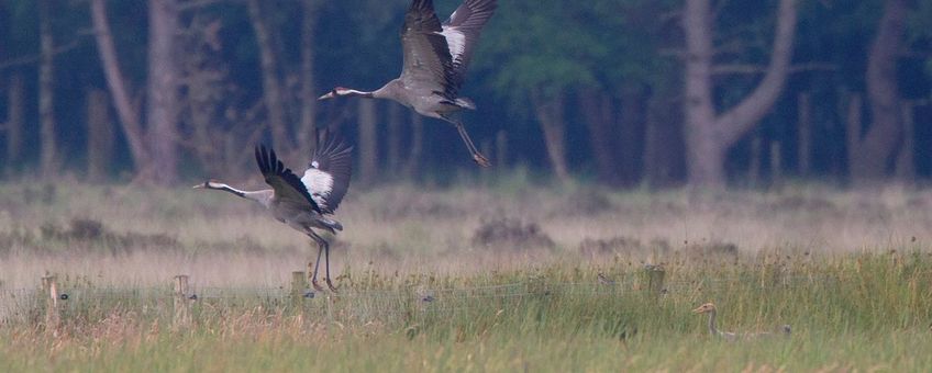 Met 70 broedende en territoriale paren is het aantal Kraanvogels flink toegenomen