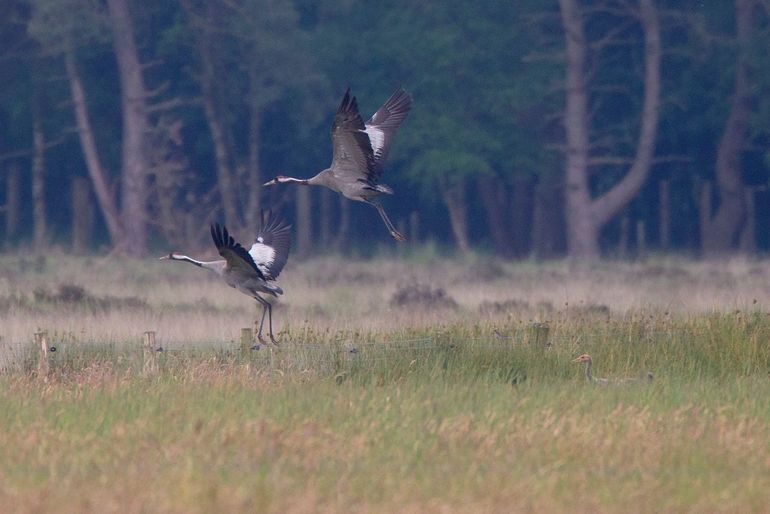 Met zeventig broedende en territoriale paren is het aantal kraanvogels flink toegenomen