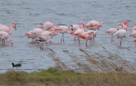 Flamingo's in de Grevelingen