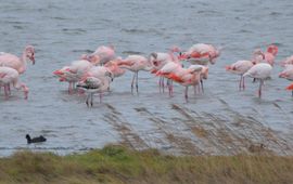Ivar, Waarneming.nl Flamingo's in de Grevelingen