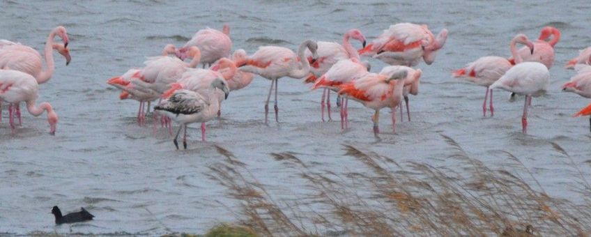 Flamingo's in de Grevelingen