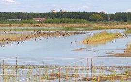 Lingezegen Waterrijk: nieuwe natuur bij de stad