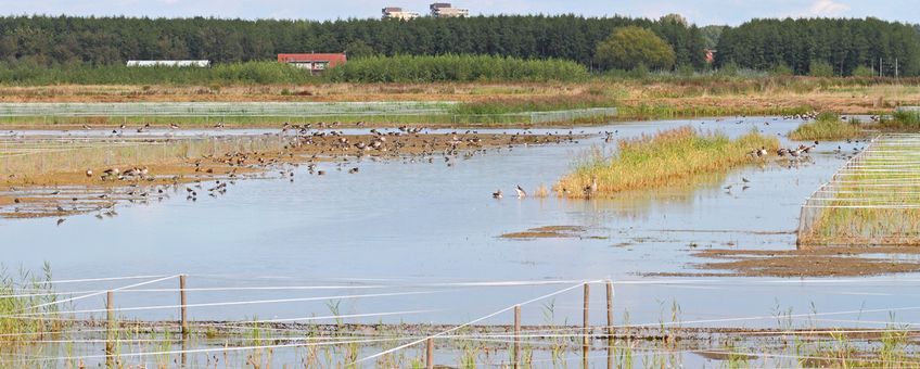 Lingezegen Waterrijk: nieuwe natuur bij de stad