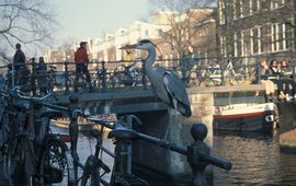 Blauwe Reiger in Amsterdam