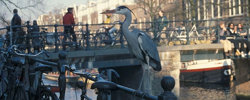Blauwe Reiger in Amsterdam