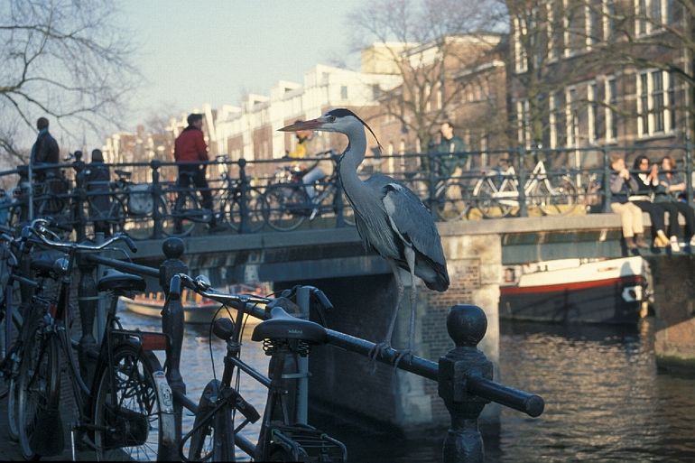 Blauwe reiger