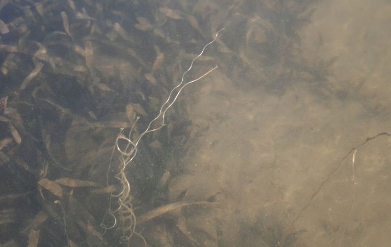 Vallisneria vormt onder water dichte matten met lange, lijnvormige bladen die met wortelstokken stevig in de bodem zijn verankerd. De drijvende vrouwelijke bloemetjes zitten aan het eind van lange spiraalvormige bloemstelen.