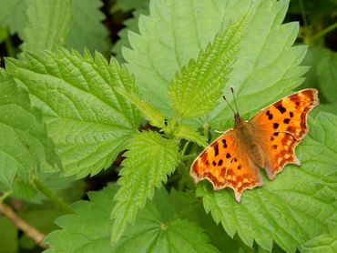 Een gehakkelde aurelia op de waardplant de grote brandnetel